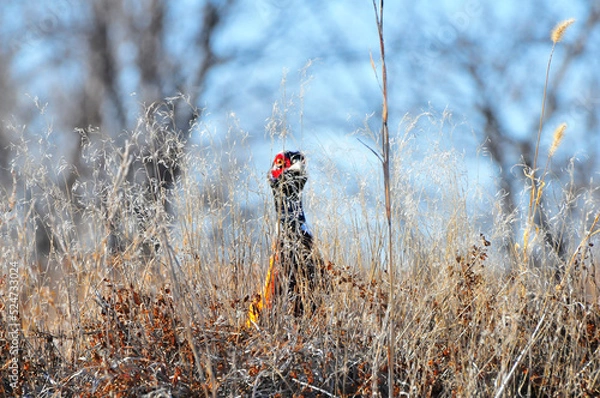 Obraz Hiding Pheasant