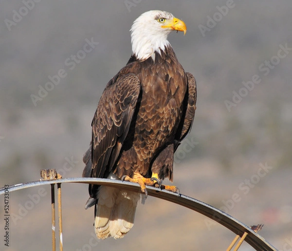 Obraz Bald eagle on wheel