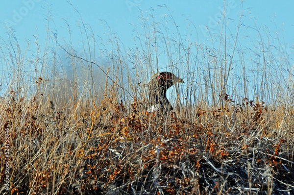 Obraz Pheasant hiding 