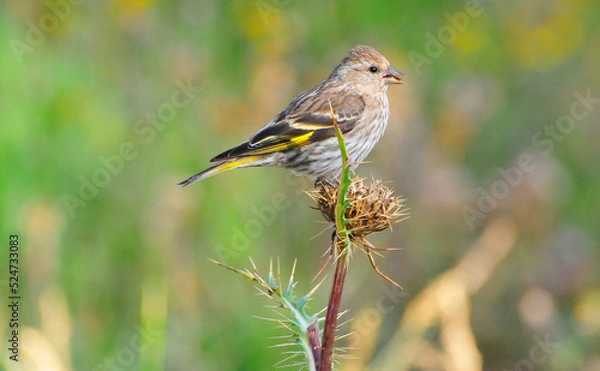 Obraz Bird with seed
