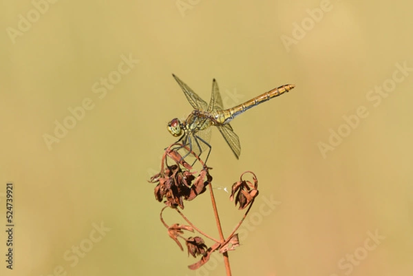 Obraz Dragonfly - Sympetrum vulgatum