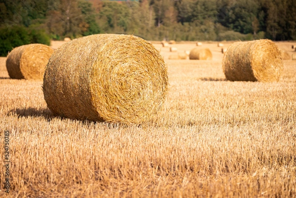 Obraz Baloty słomy na polu 