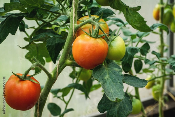 Obraz Tomatoes ripening on vine, green and red tomatoes in greenhouse closeup, growing organic vegetables