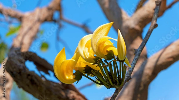 Obraz Beautiful yellow flowers of Bastard teak, Bengal kino, Kino tree, Flame of the forest blooming against the blue sky on sunny day.