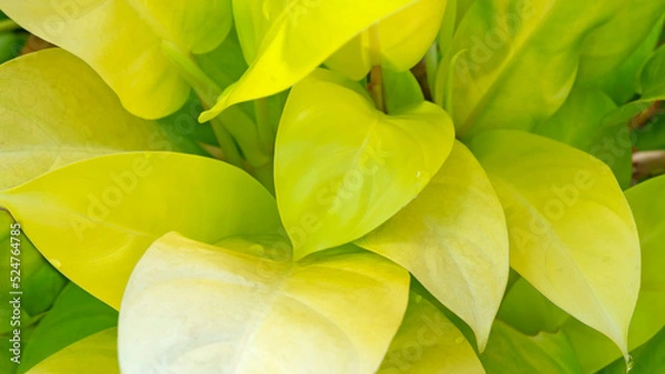 Obraz Top view of Philodendron erubescens or Lemon Lime green leaves with water drops, creeper ornamental plant, overlapping foliage in the garden.