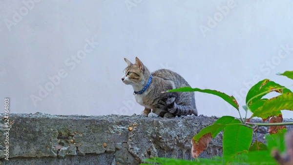 Obraz Cat sits on the wall staring forward against the background of the building wall.