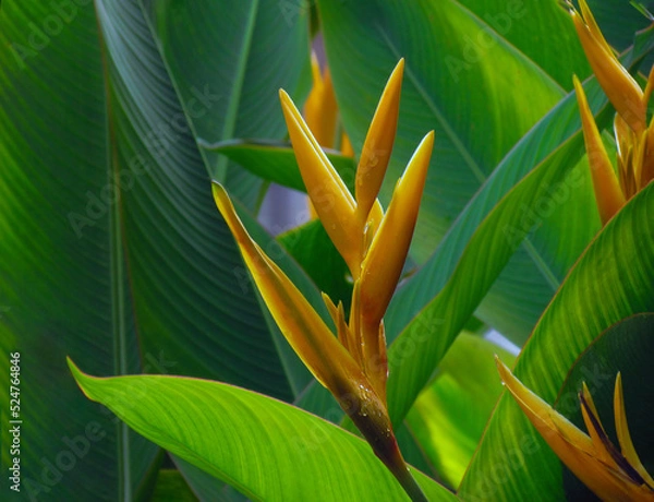 Obraz Heliconia psittacorum or Heliconia Golden Torch or False Bird of Paradise Flower with water droplets, refreshing after rain.