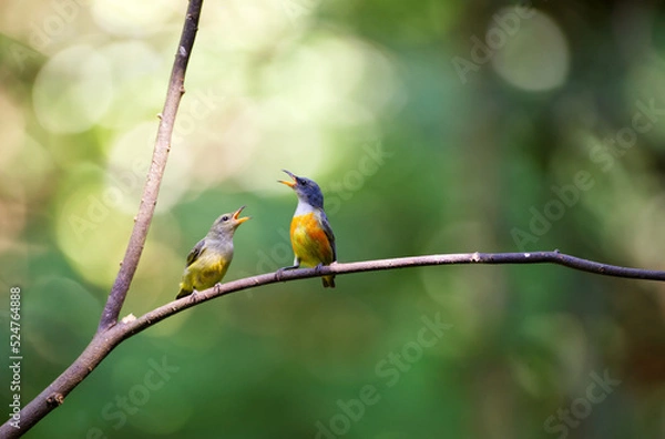 Fototapeta 2 birds are singing on dry branches with blur background in natural day light and copy space from Thailand.