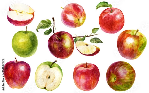 Obraz Watercolor illustration, set. Watercolor red apple, rose apple and apple slice.