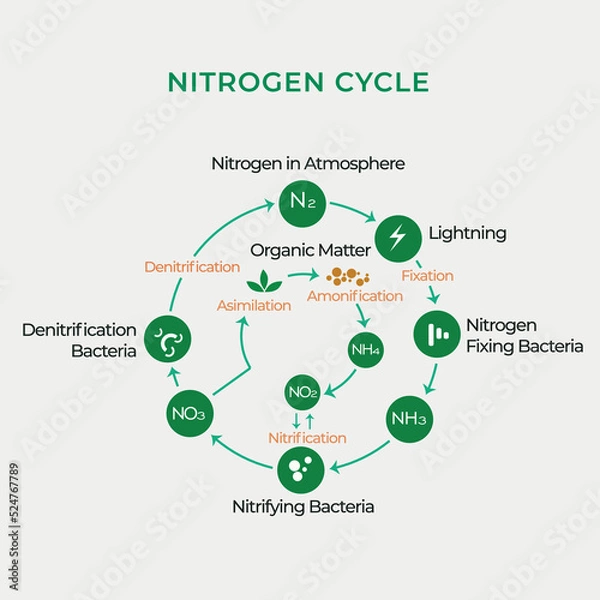 Fototapeta Nitrogen cycle of the atmosphere and organic material. Nitrification, denitrification, asimilation, fixation, ammonification