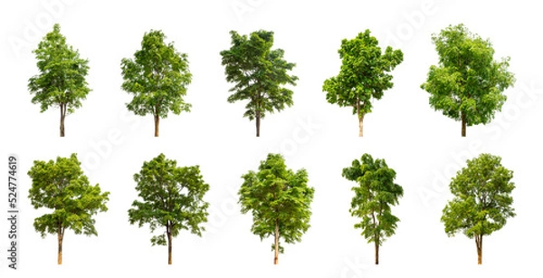 Fototapeta collection tree cut out from original background and replace with white background for easy to selection