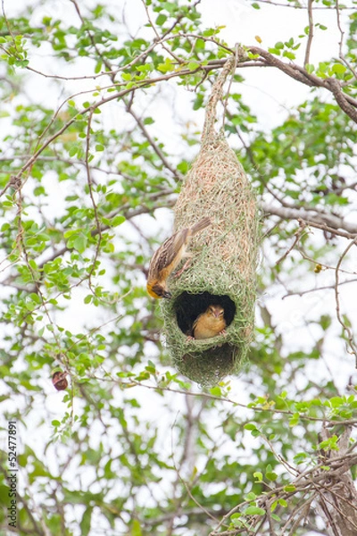 Fototapeta Weaver bird and nest