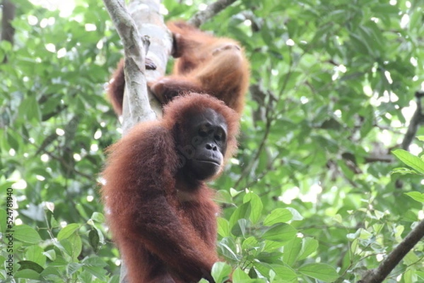Fototapeta 近くを見ているオラウータン