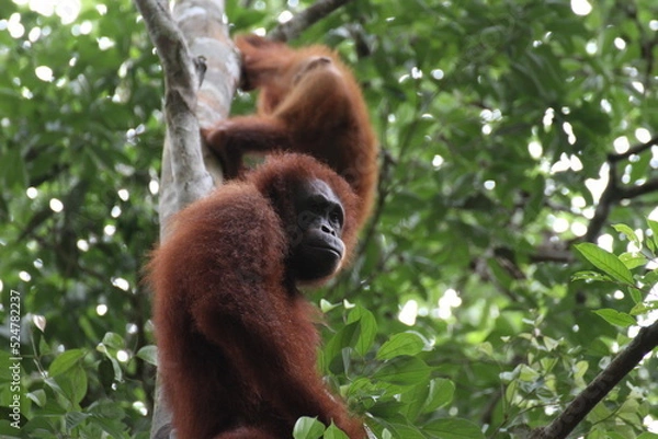 Obraz 遠くを見ているオラウータン