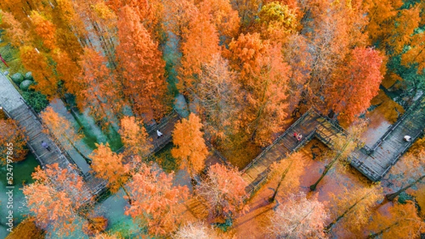 Fototapeta Aerial photography of Metasequoia forests that turn orange-red in autumn. Taken in Cuizhu Park, Changzhou City, Jiangsu Province, China