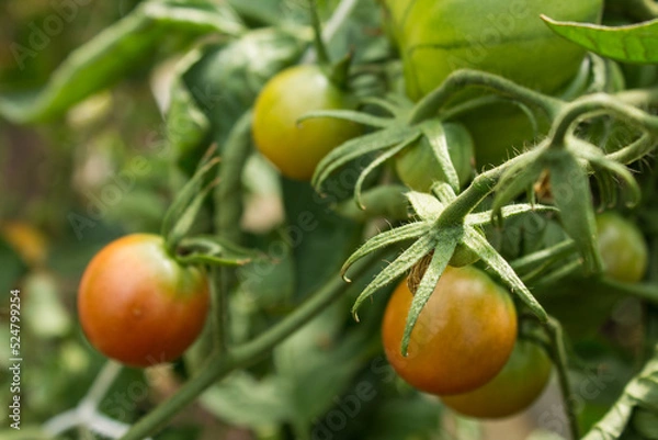 Fototapeta Unripe green tomatoes on branches with green leaves in a greenhouse on a sunny summer day and space for copying