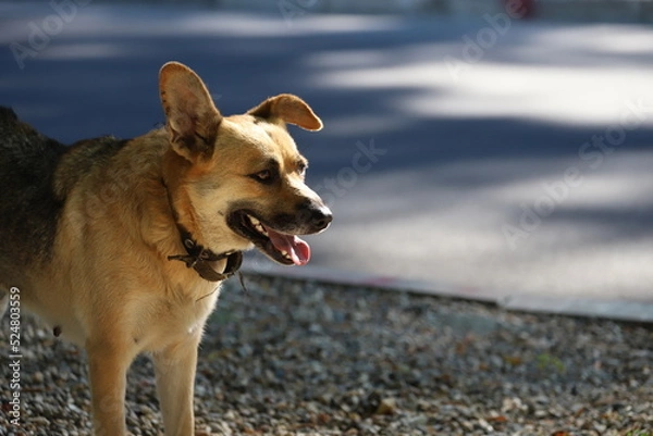 Fototapeta The dog picked up the trail. The mutt guards the territory.