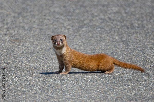 Fototapeta 路上で静止するイタチ