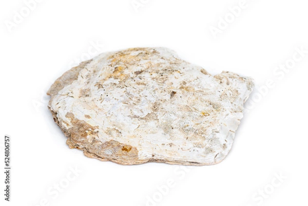 Fototapeta Image of seashells clam pearled on a white background. Undersea Animals. Sea Shells.