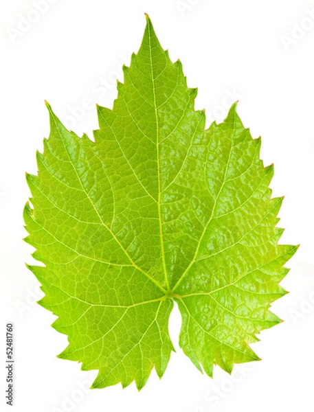 Fototapeta Grape leaf