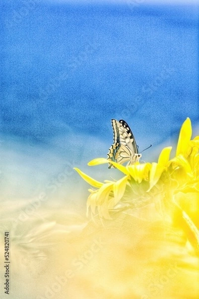 Obraz butterfly on a flower