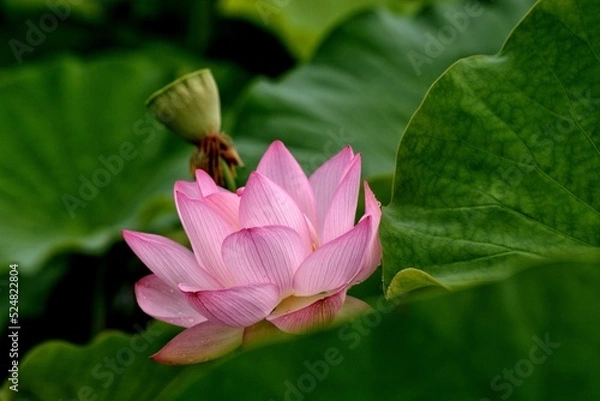 Obraz pink water lily