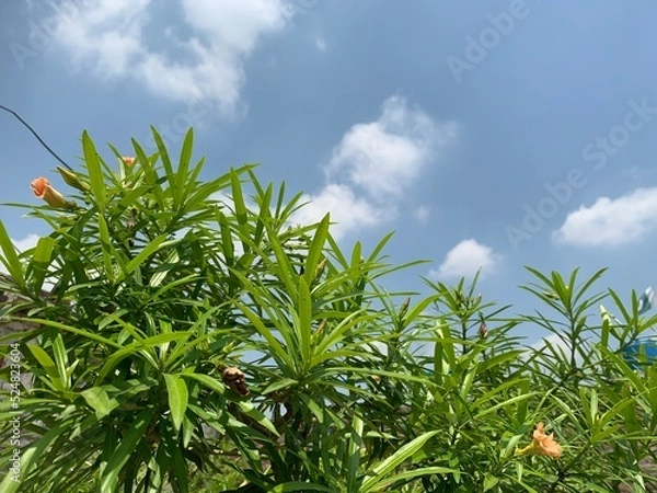 Fototapeta Summer plants under the  blue sky