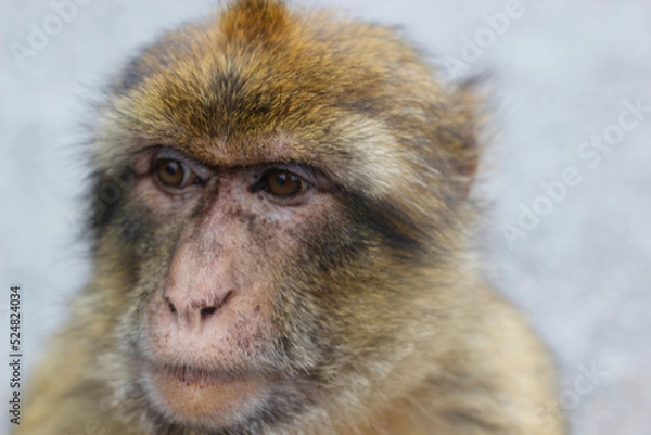 Obraz monkey face close up  in gibratat macaque
