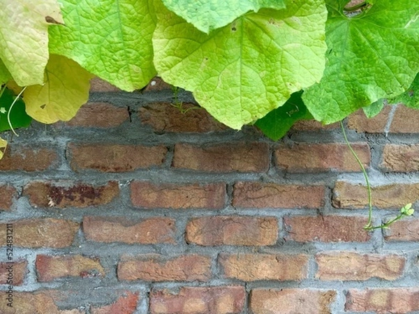 Fototapeta Concrete rough wall with plants  texture background 