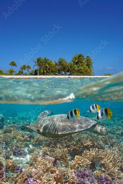Obraz Tropical island shore and sea turtle with fish underwater on a coral reef, south Pacific ocean, split level view over and under water surface
