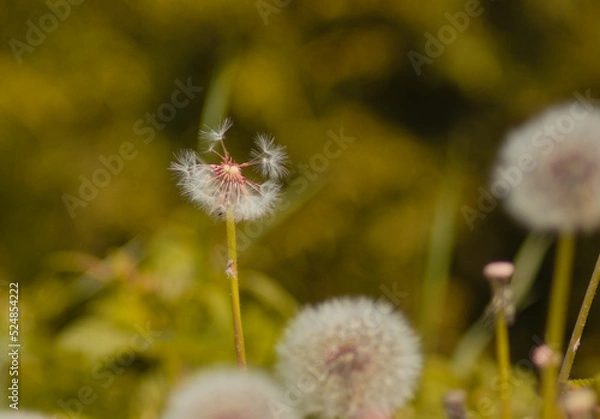 Fototapeta Taraxacum officinale as a dandelion or common dandelion commonly known as dandelion. This time in the form of a blower 
