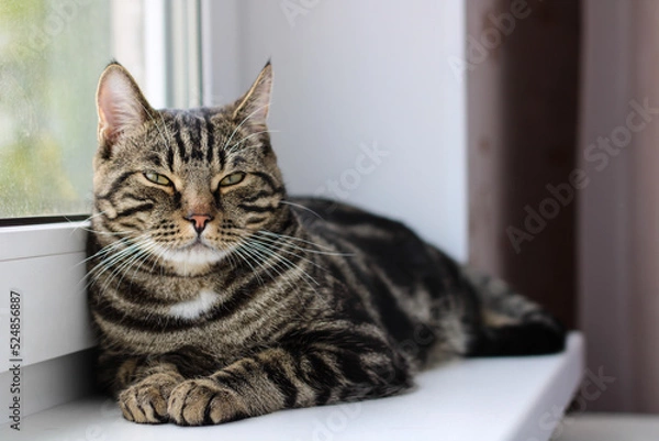 Fototapeta A tabby cat with bright eyes looks into the camera while sitting by the window