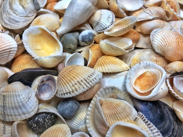 Fototapeta Seashell background, lots of different seashells piled together