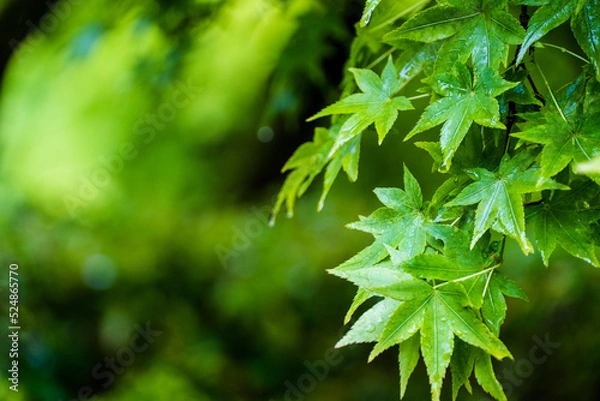 Fototapeta 清水寺 雨の青もみじ