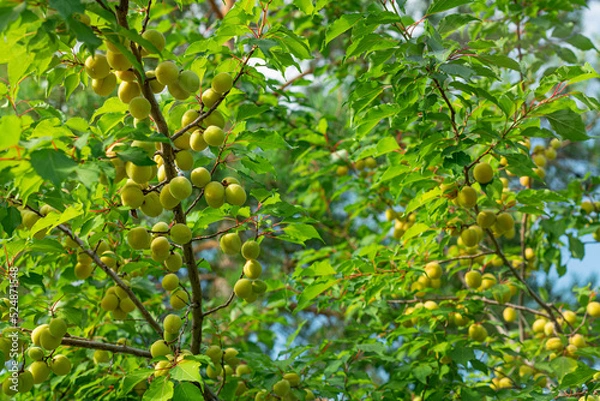 Fototapeta Unripe green apricot on a tree against a background of tender green leaves with a blurred background.