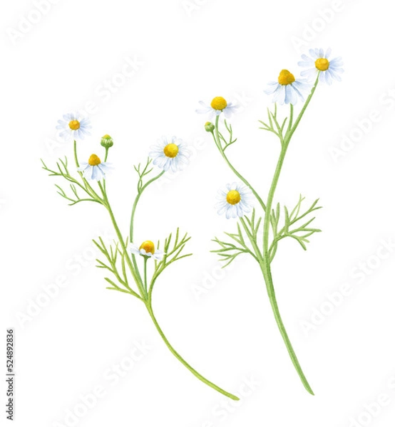 Fototapeta ハーブ：カモミールの水彩イラスト。ティー用ハーブ。（透過背景）