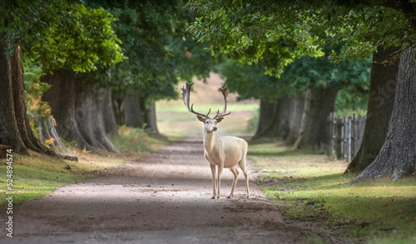 Fototapeta white deer 