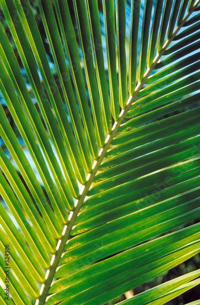 Obraz palm leaves