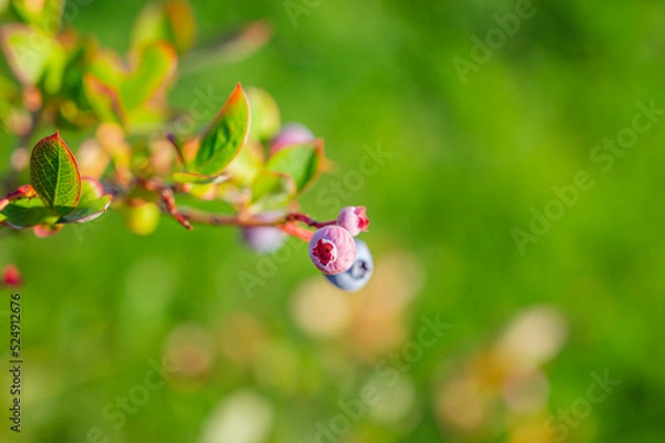 Fototapeta 色づきはじめたブルーベリーの実