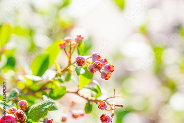 Fototapeta 赤いブルーベリーの実