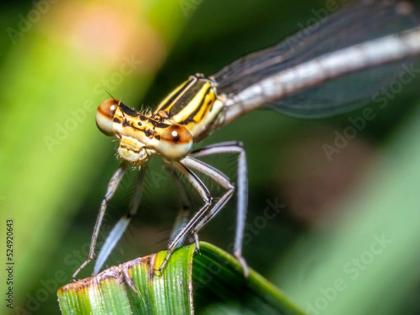 Fototapeta dragonfly 153