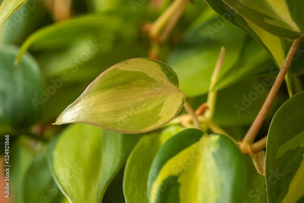 Fototapeta Close up colorful leaves Philodendron Brasil is a trailing houseplant in the interior. Blur and selective focus.