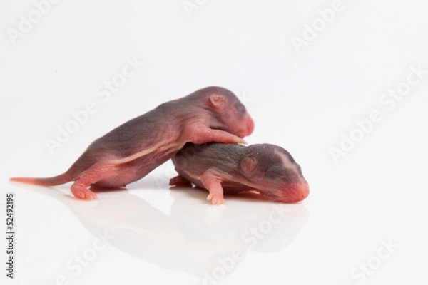 Obraz Malutkie szczurki