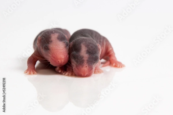 Obraz Malutkie szczurki