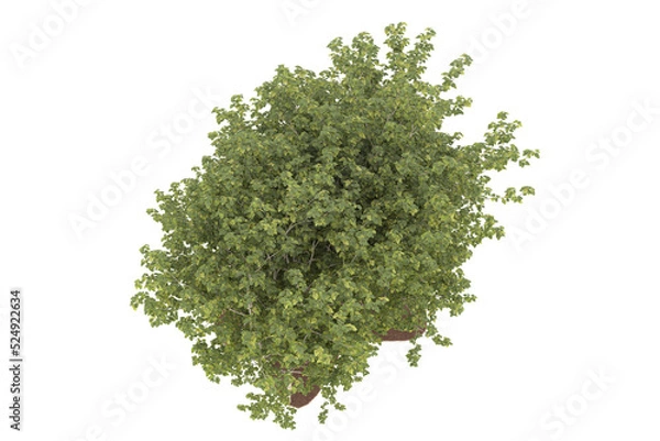 Fototapeta Forest on transparent background. 3d rendering - illustration