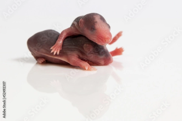 Obraz Malutkie szczurki