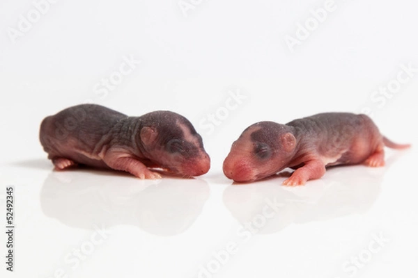 Obraz Malutkie szczurki