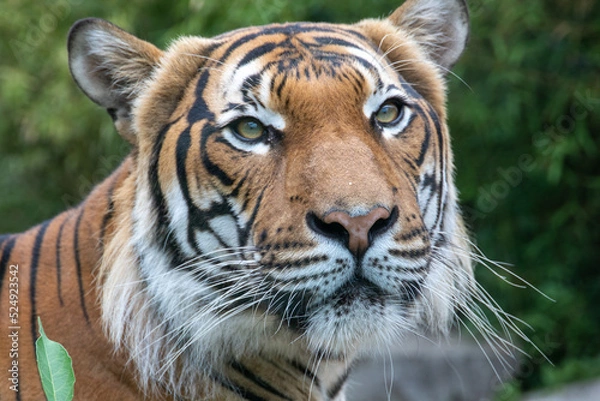 Obraz Tiger in the wild. The tiger is looking at the camera. Shooting a tiger in nature. Tiger in the forest. Wild animal in nature. Shooting a predator. Closeup animal wildlife.