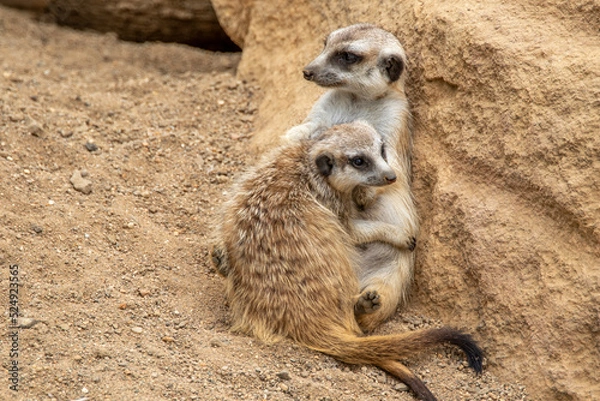 Obraz The meerkat stands on its hind legs. The meerkat sitting. Cute animal in nature. Small animal in the wild nature. Group of meerkats. Two meerkats are hugging. Small mammal suricate suricata