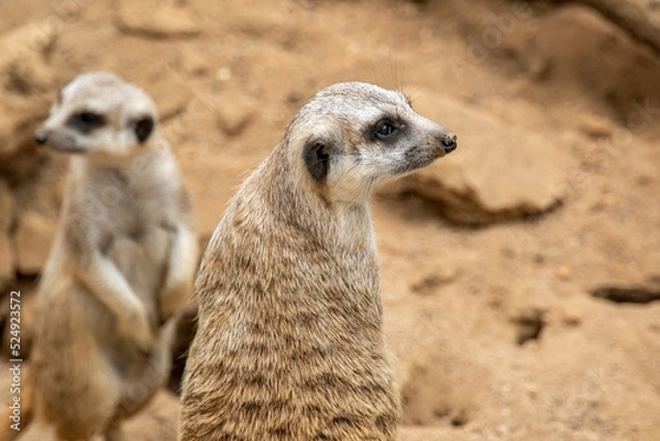 Obraz The meerkat stands on its hind legs. The meerkat sitting. Cute animal in nature. Small animal in the wild nature. Group of meerkats. Small mammal suricate suricata